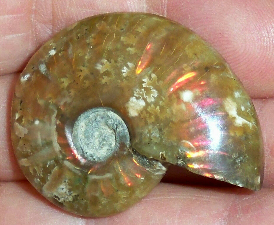 "wholesale" Rare Iridescent Ammonite Fossil From Madagascar Highly Collectible